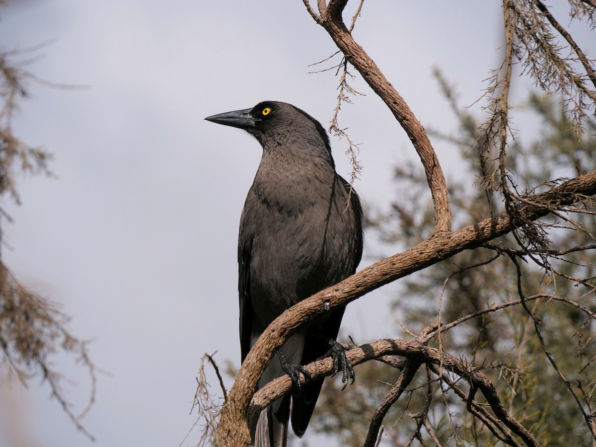 Gray Currawong - ML640951567