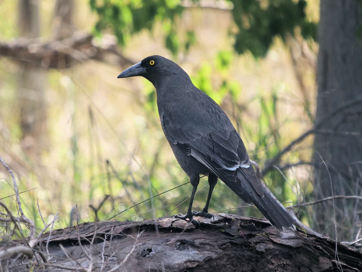 Gray Currawong - ML640951568