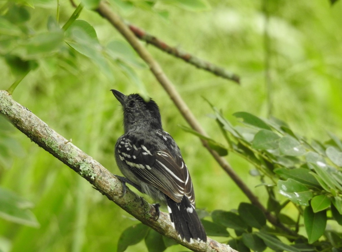 Black-crowned Antshrike - ML640951571