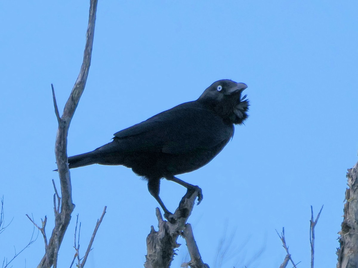 Australian Raven - ML640951577