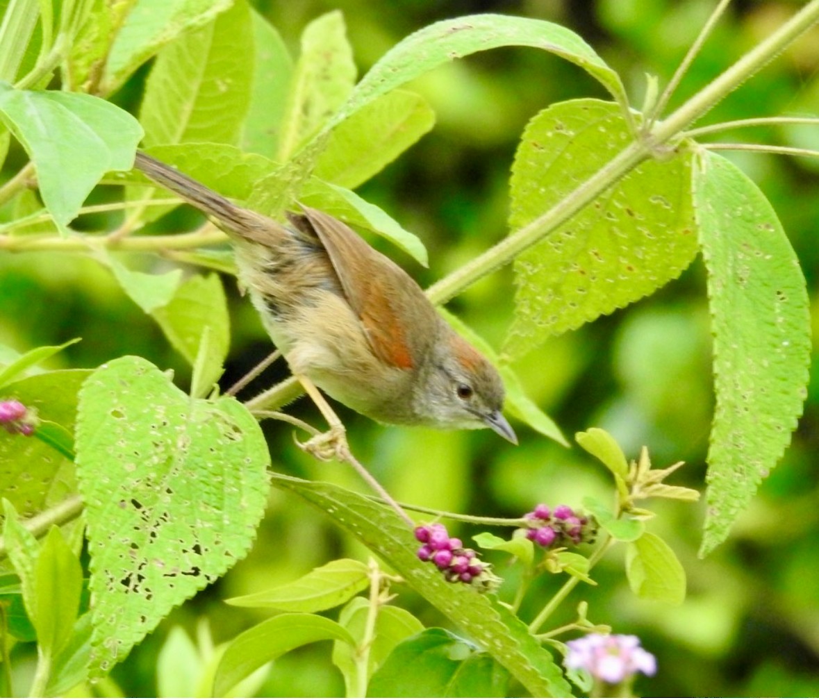 Pale-breasted Spinetail - ML640951595