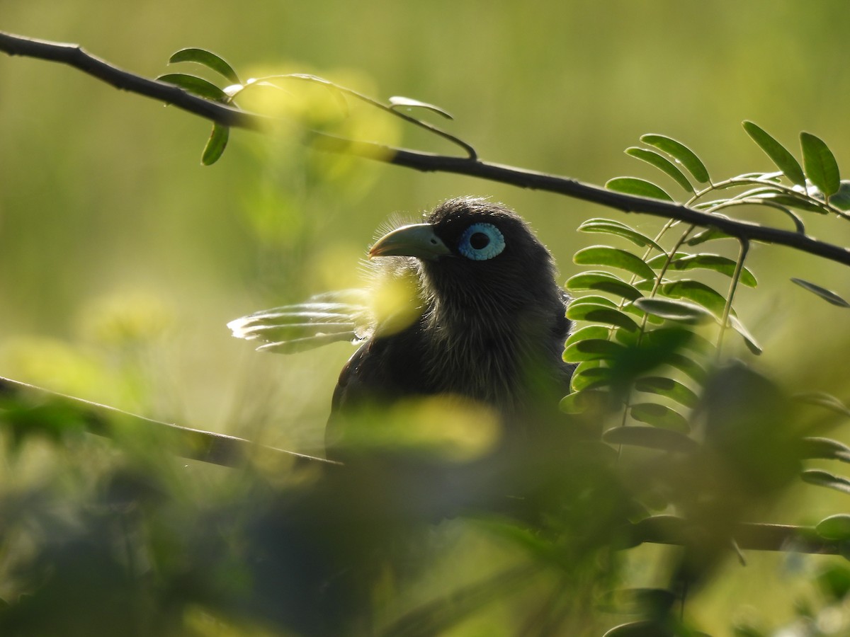 Blue-faced Malkoha - ML640951603