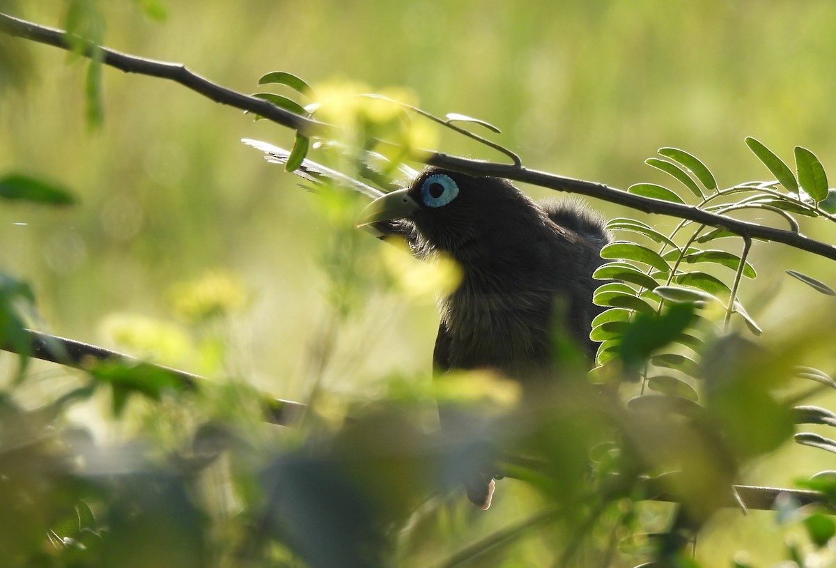 Blue-faced Malkoha - ML640951609