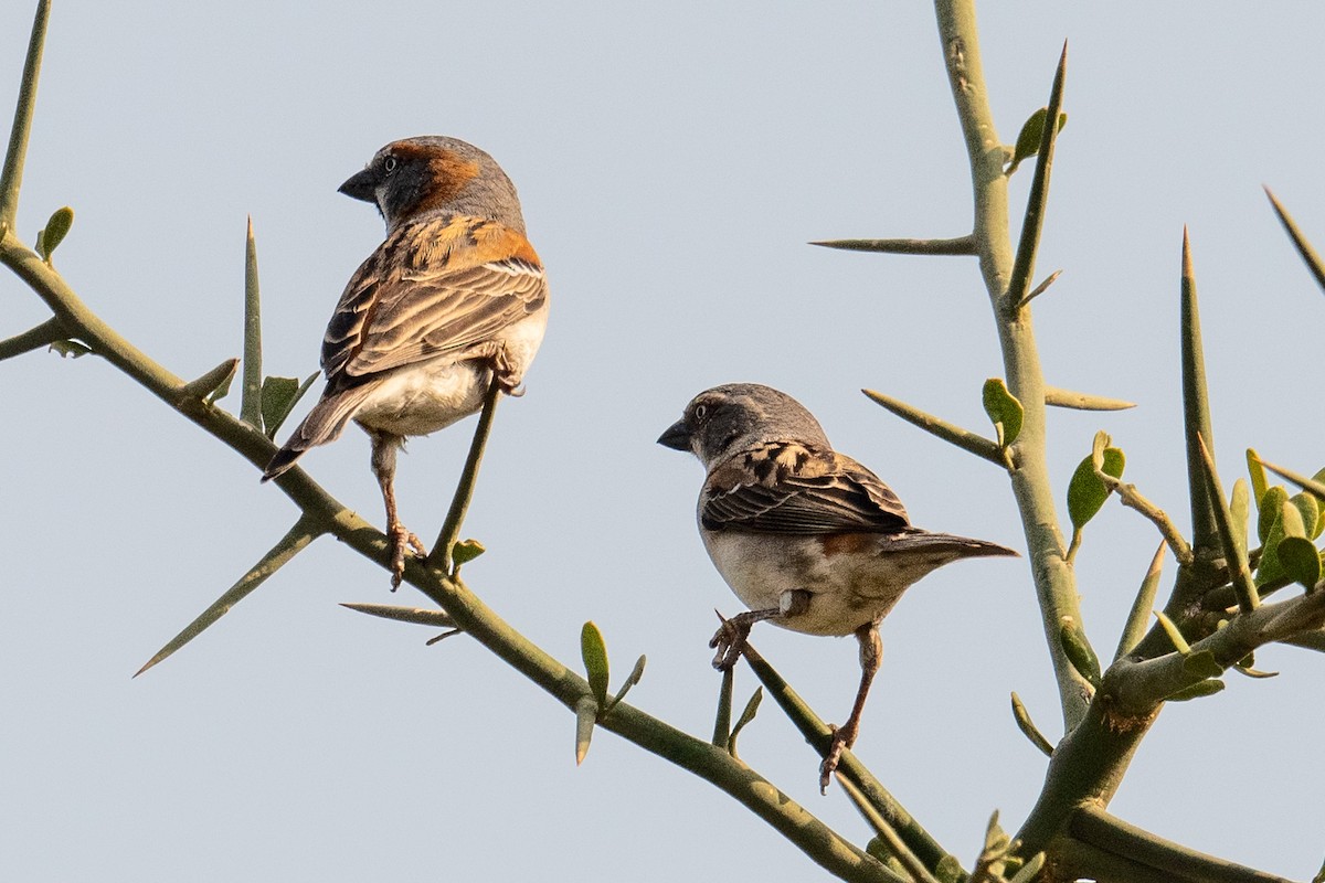Kenya Rufous Sparrow - ML640951610