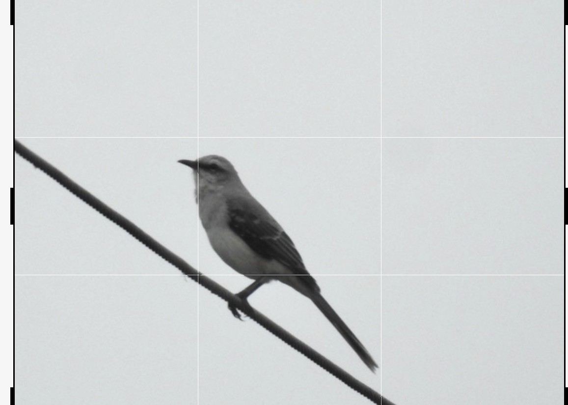 Tropical Mockingbird - ML640951614