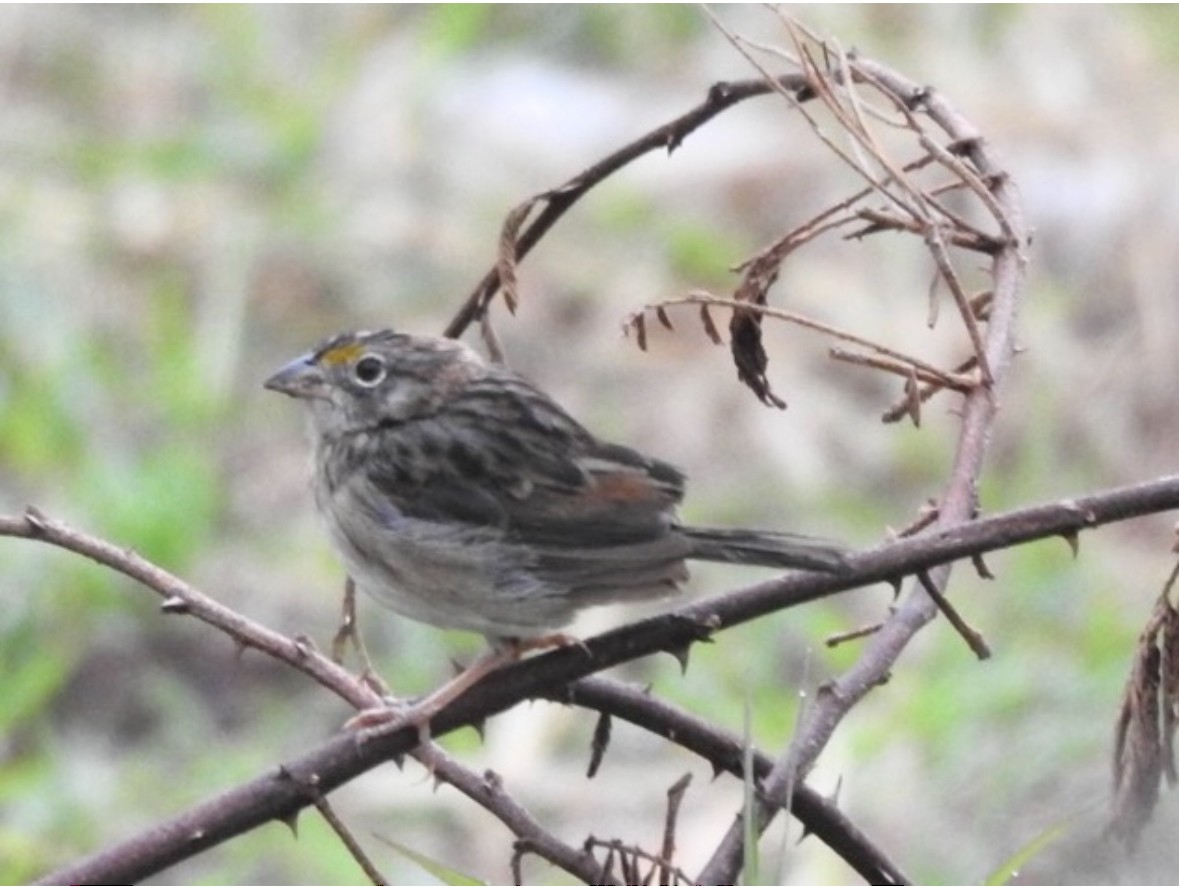 Grassland Sparrow - ML640951680