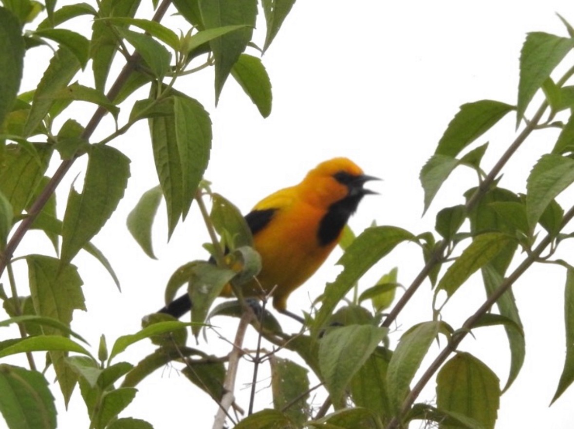 Yellow Oriole - ML640951690
