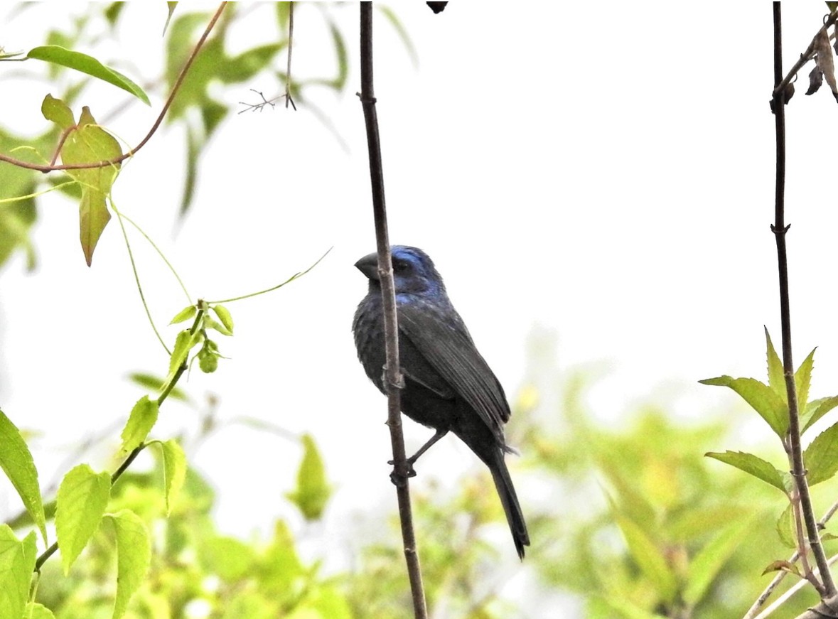 Ultramarine Grosbeak - ML640951713
