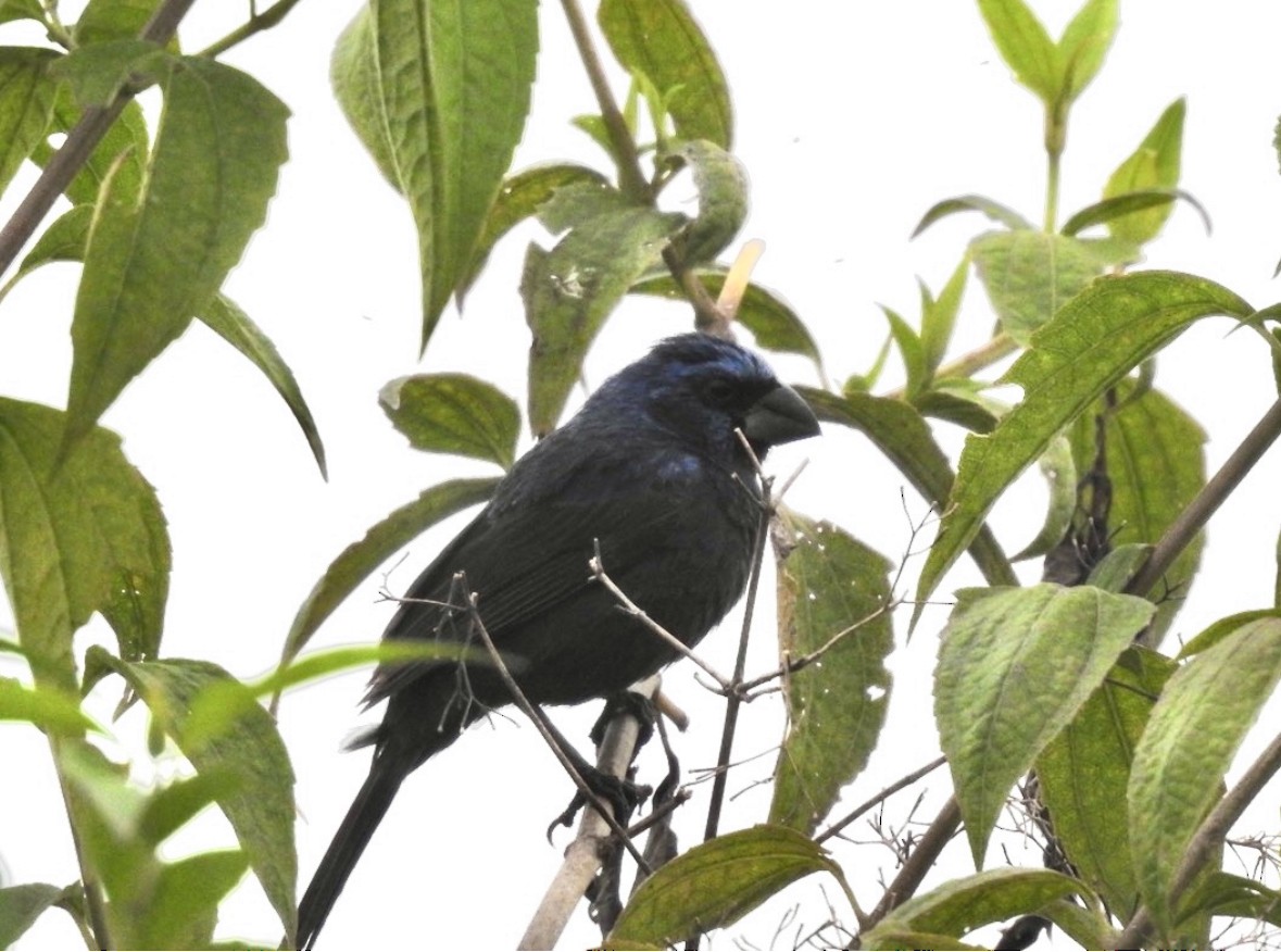 Ultramarine Grosbeak - ML640951714