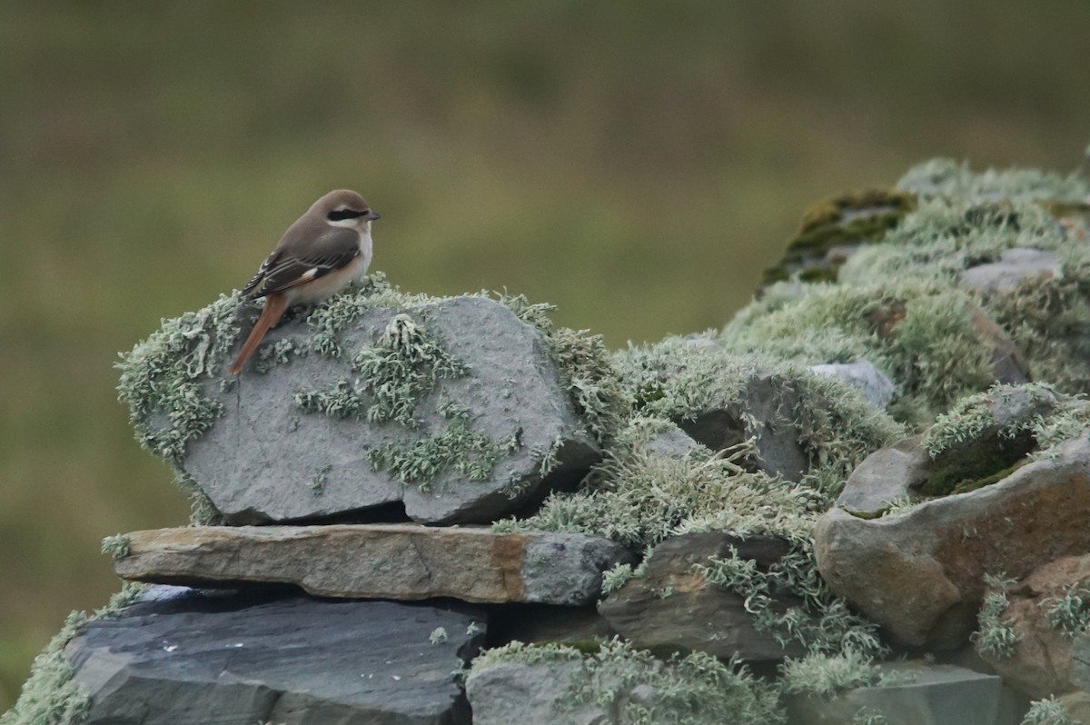 Red-tailed Shrike - ML640951729