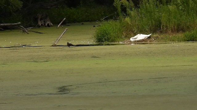 Mute Swan - ML640951738