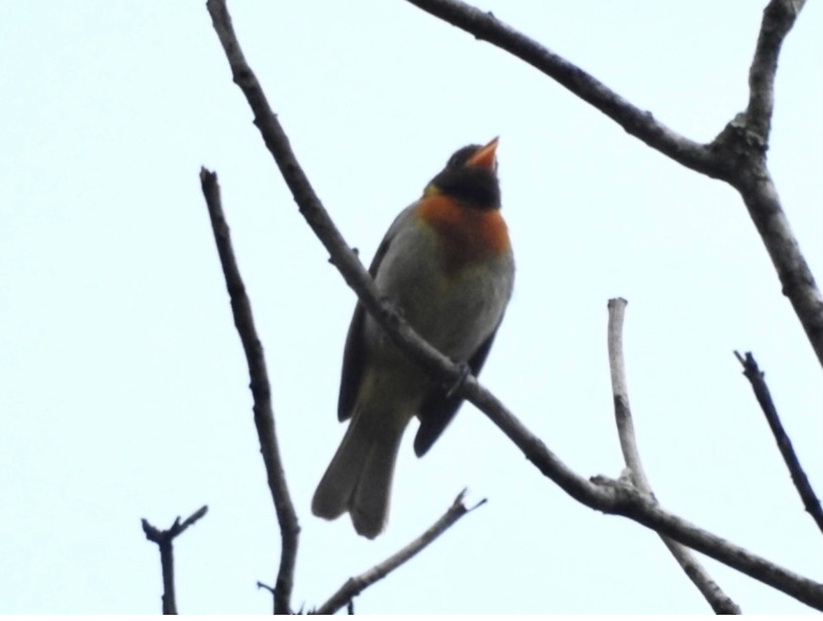 Guira Tanager - ML640951745