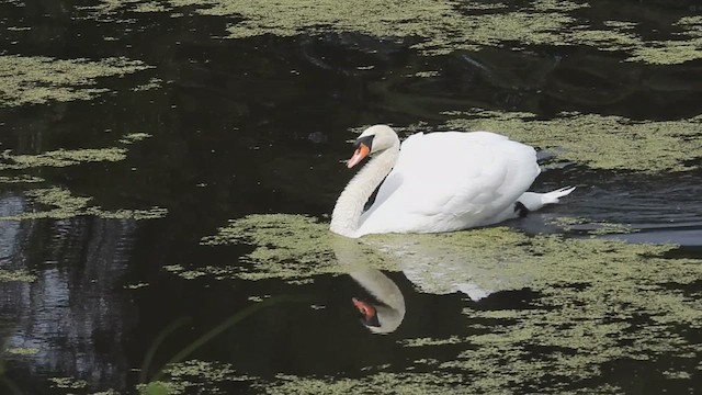 Mute Swan - ML640951756