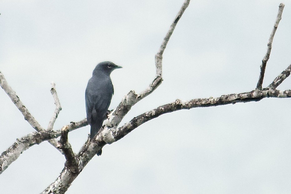 Black-winged Cuckooshrike - ML640951758