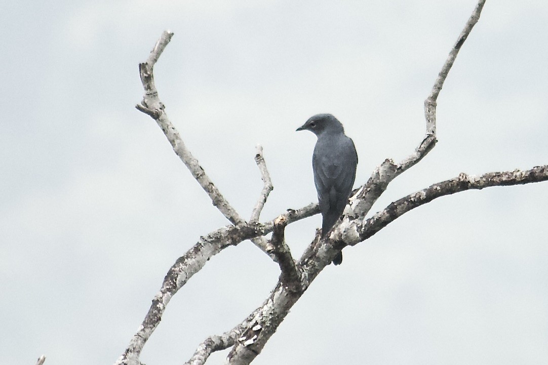 Black-winged Cuckooshrike - ML640951759