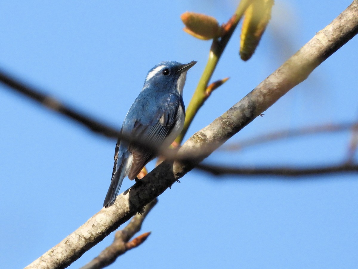 Ultramarine Flycatcher - ML640951782