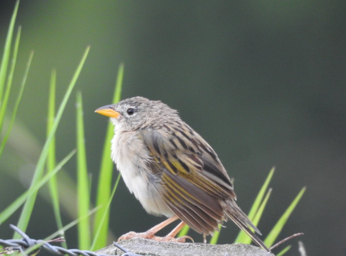 Wedge-tailed Grass-Finch - ML640951792