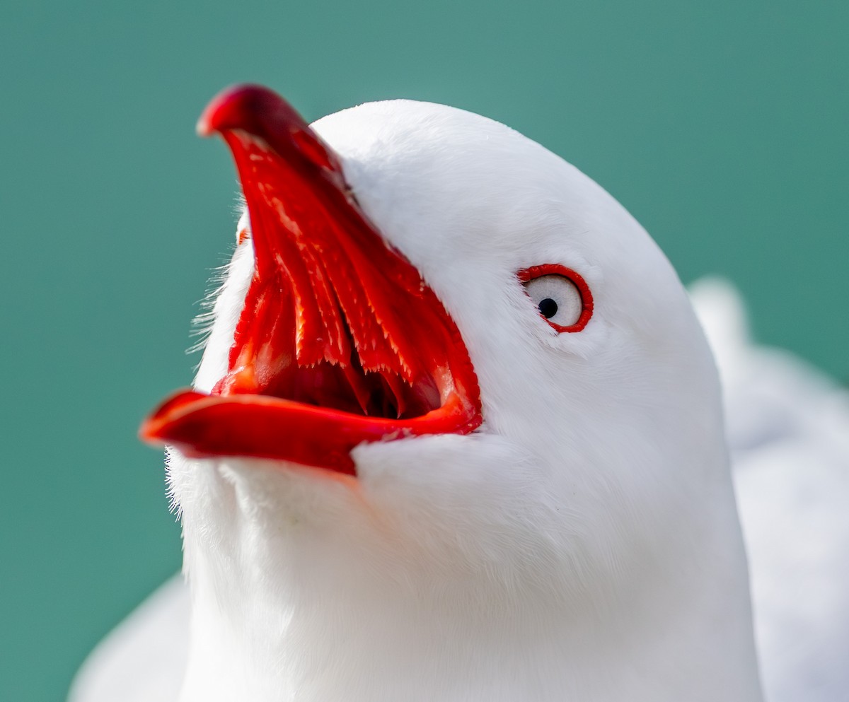 Silver Gull (Red-billed) - ML640951794