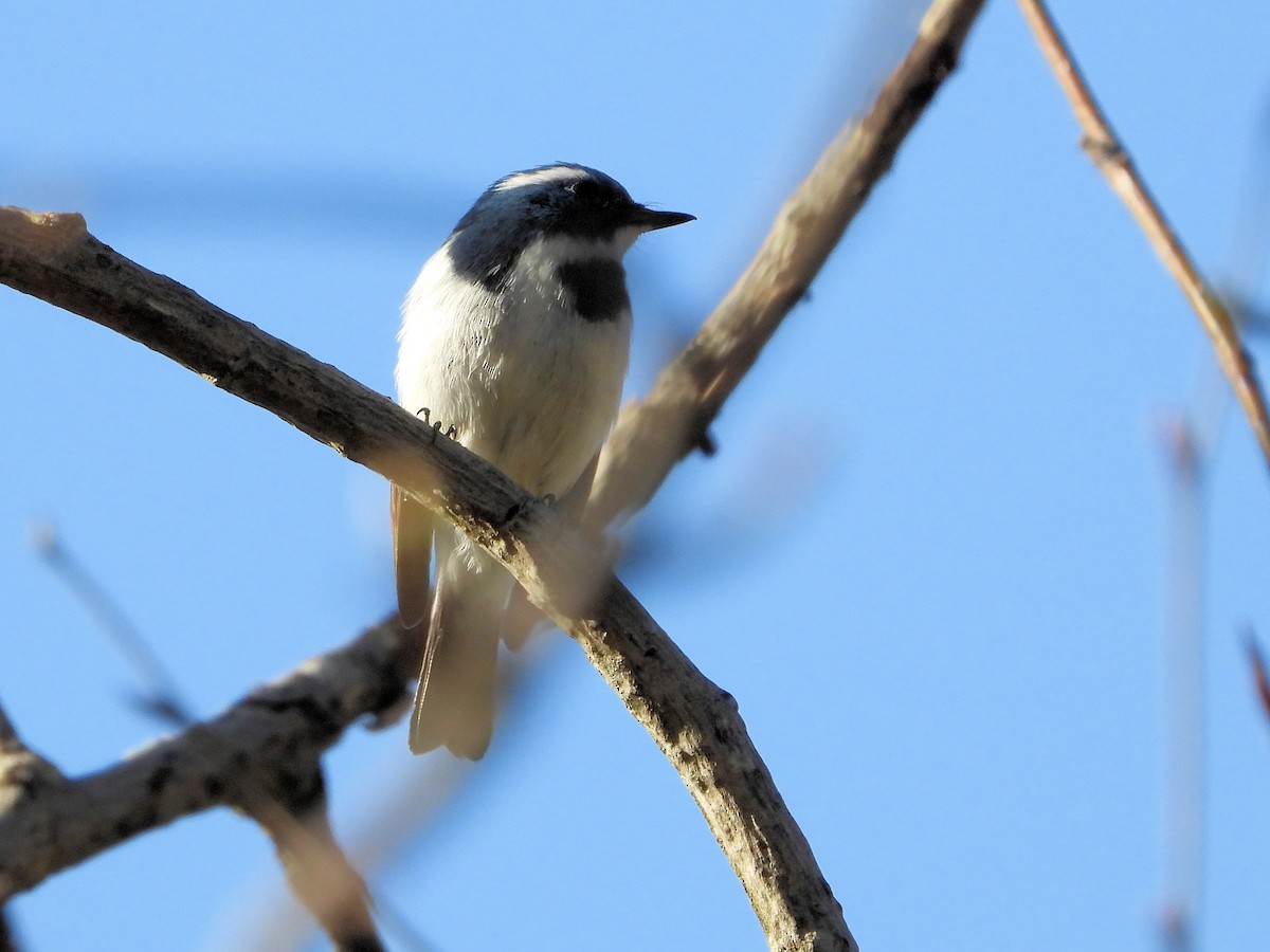 Ultramarine Flycatcher - ML640951797