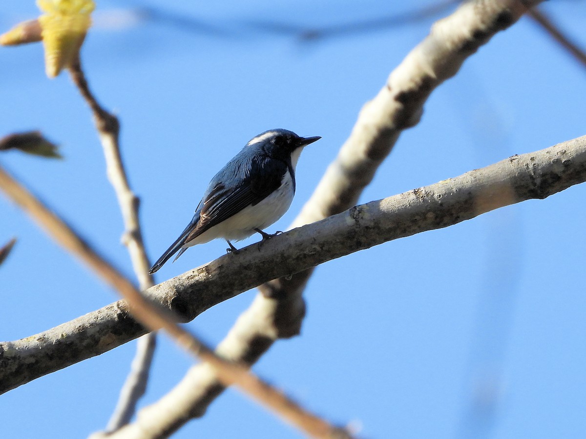 Ultramarine Flycatcher - ML640951799