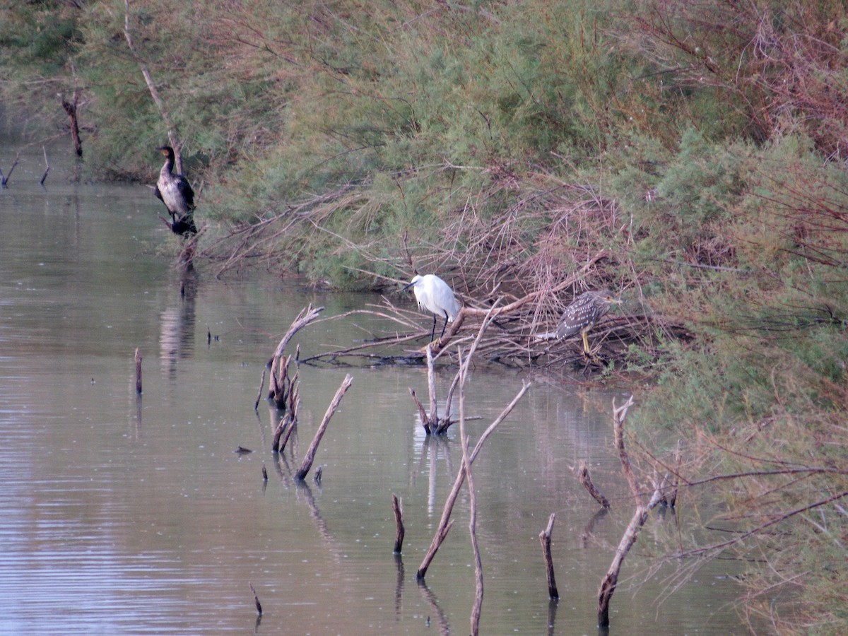 Тураг гогой - ML640951810