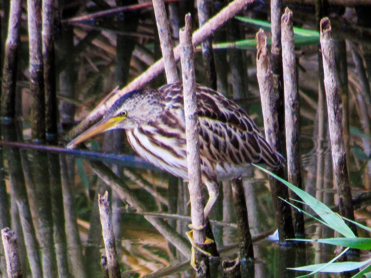 Бичил одой бух - ML640951823