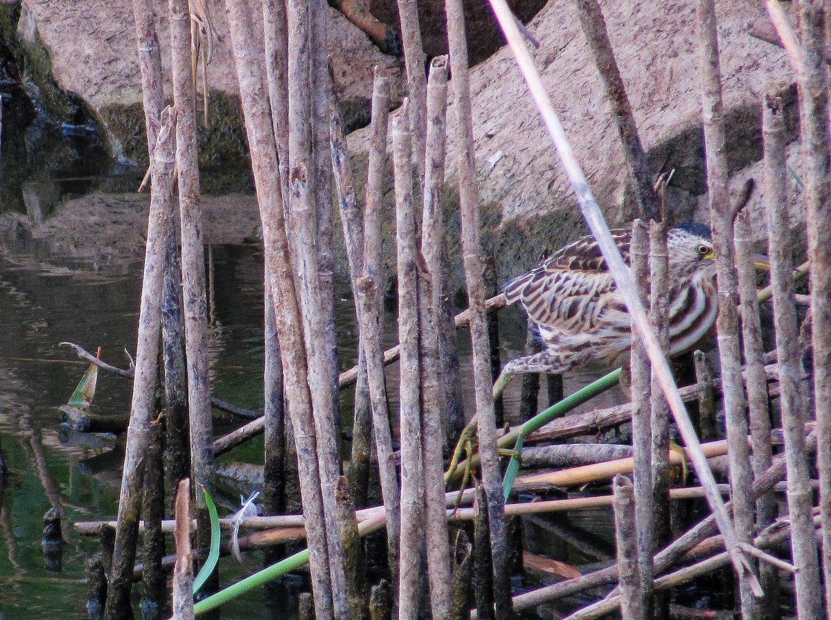 Бичил одой бух - ML640951824