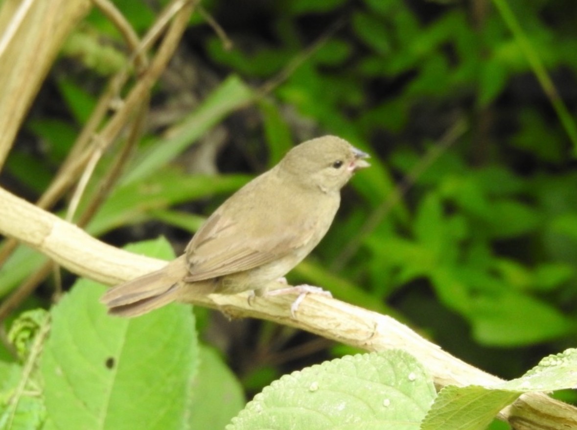 Dull-colored Grassquit - ML640951832
