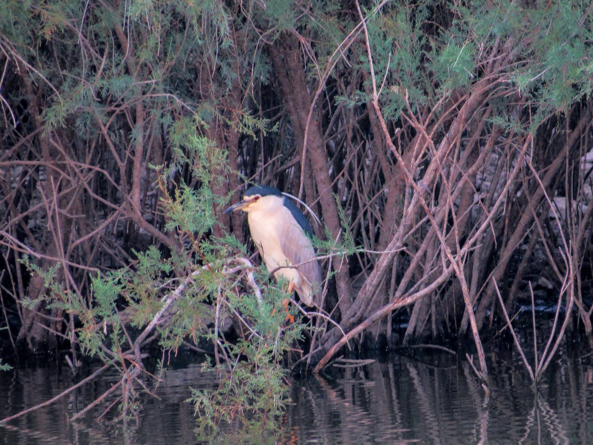 Ногоовор зашин - ML640951838