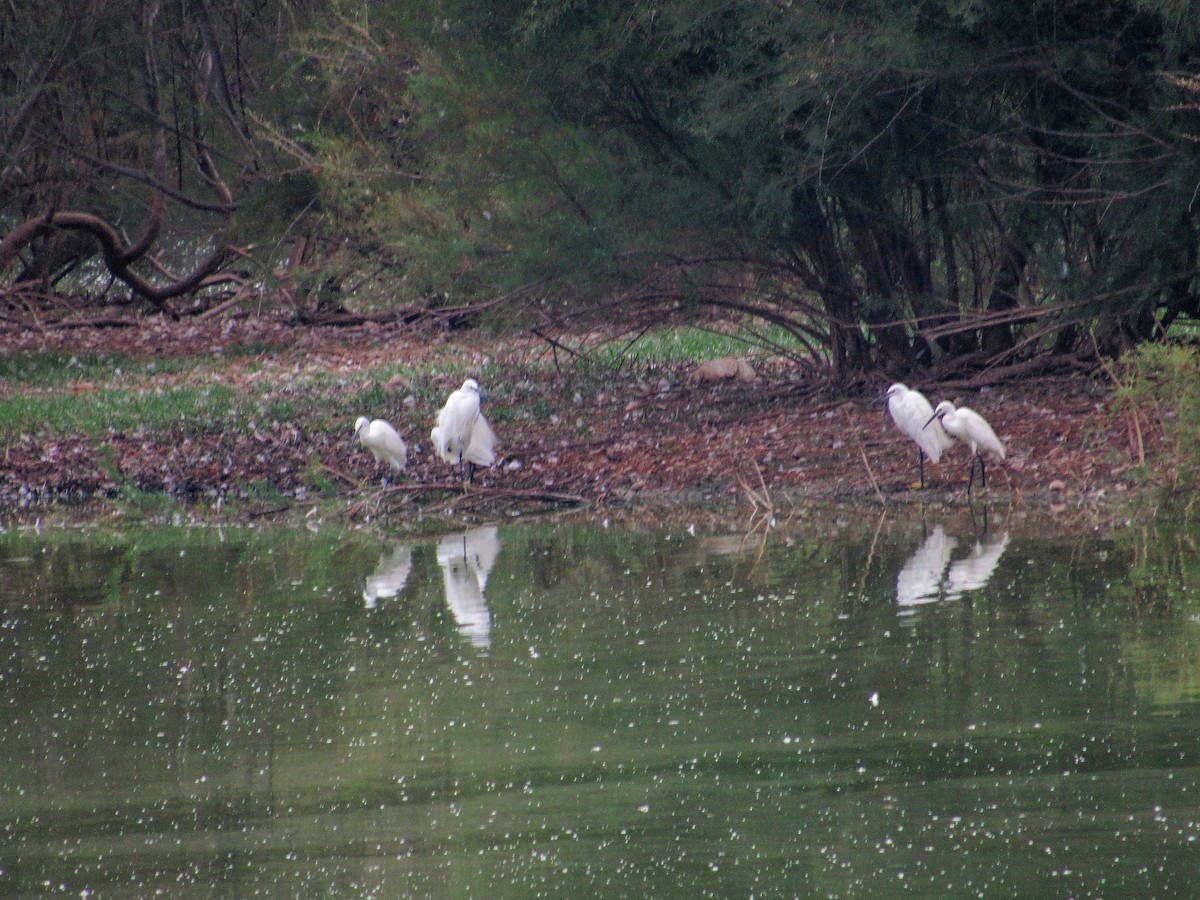 Хурган дэглий - ML640951844