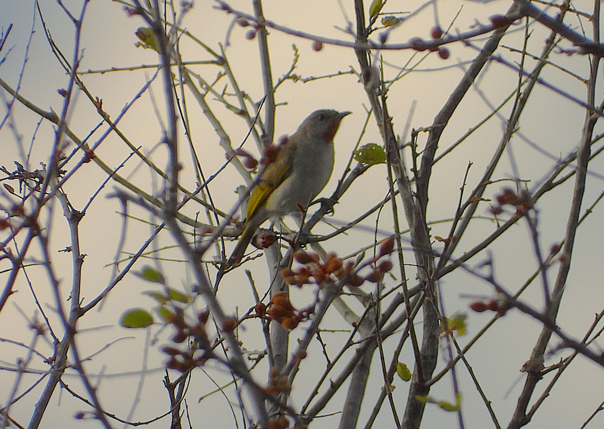 Rufous-throated Honeyeater - ML640951848