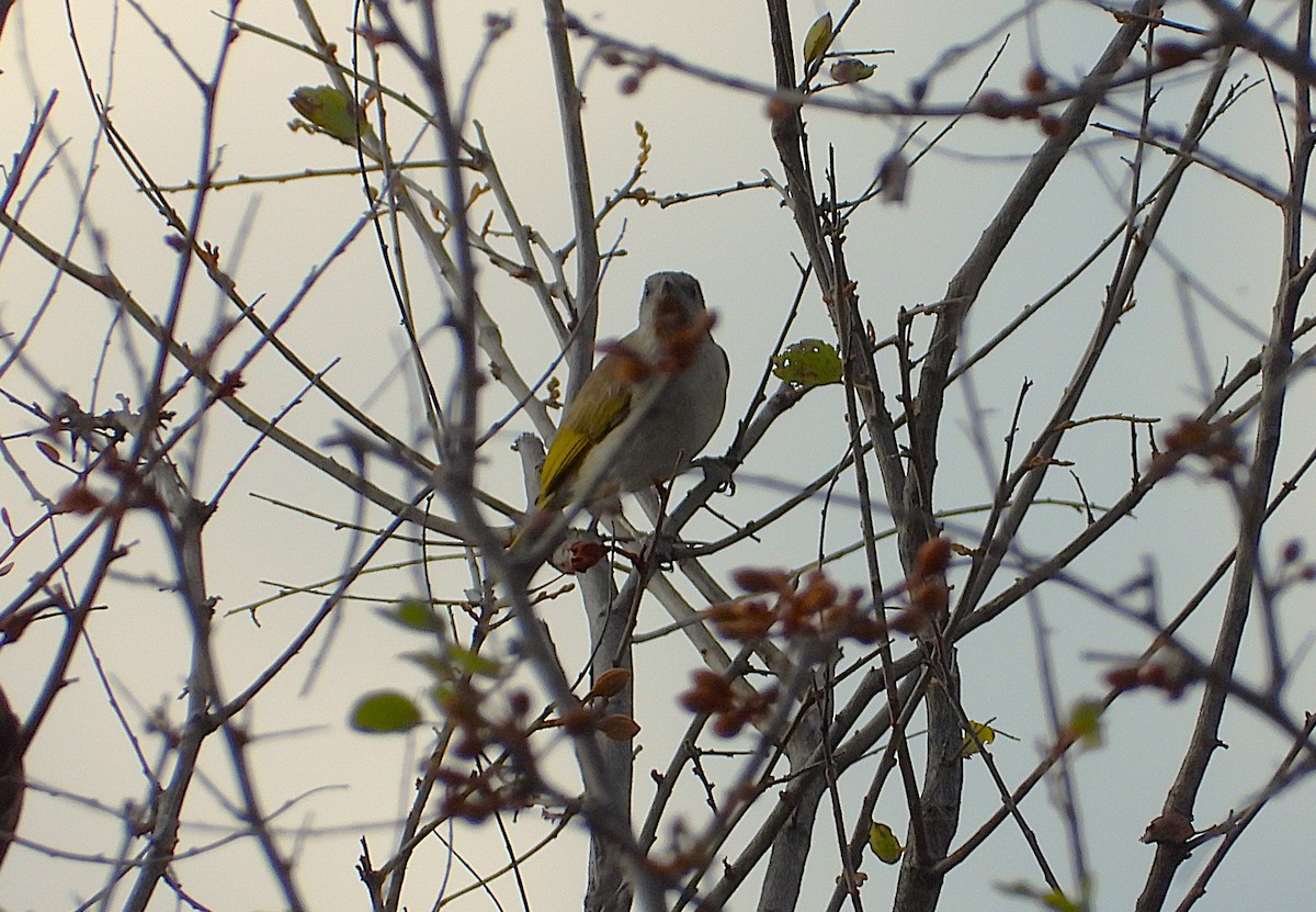 Rufous-throated Honeyeater - ML640951849