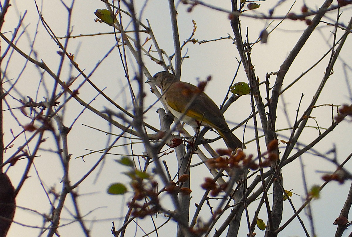 Rufous-throated Honeyeater - ML640951853