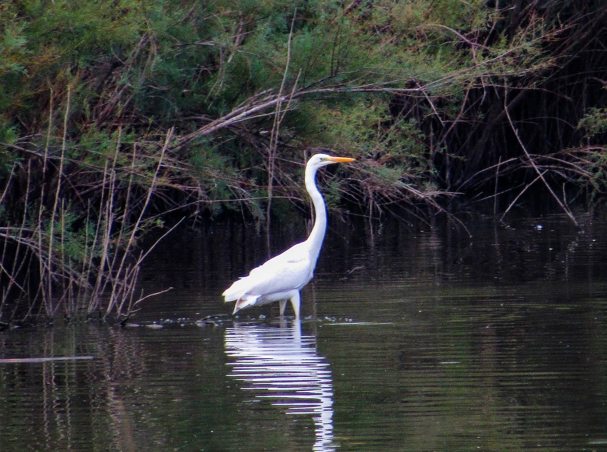 Цасч дэглий - ML640951859