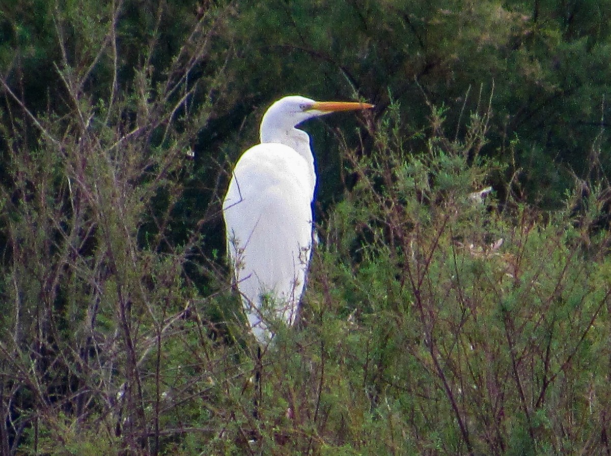 Цасч дэглий - ML640951860