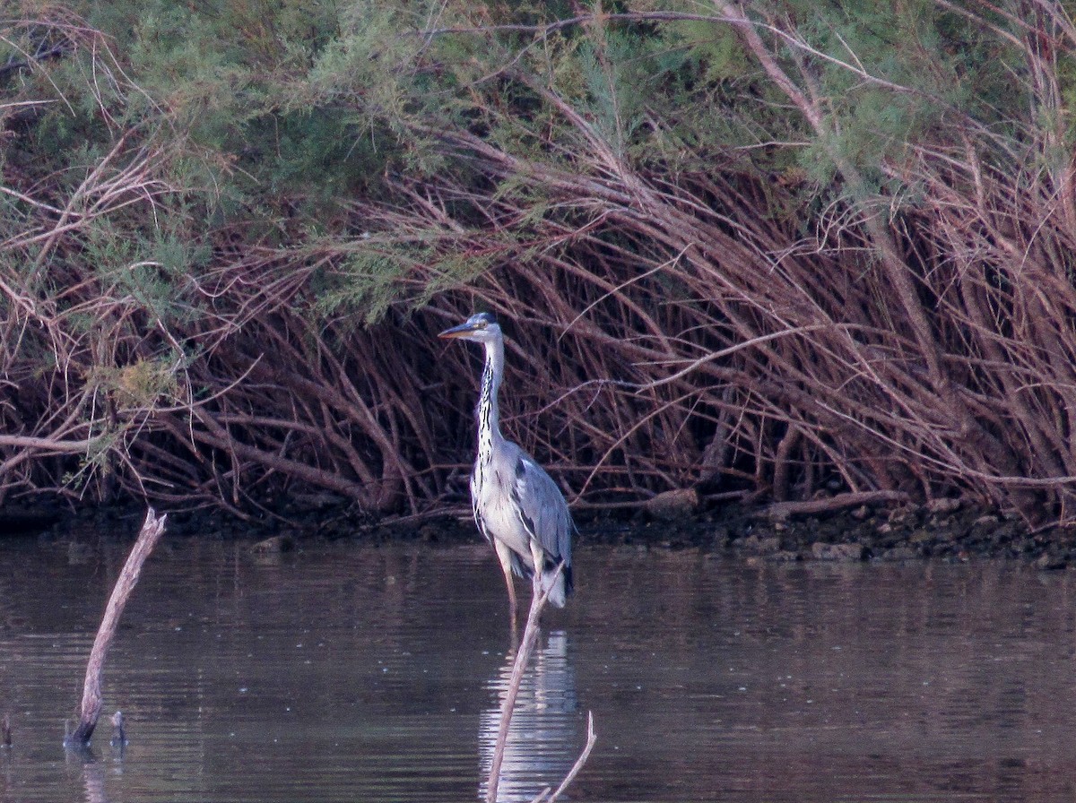 Хөх дэглий - ML640951865