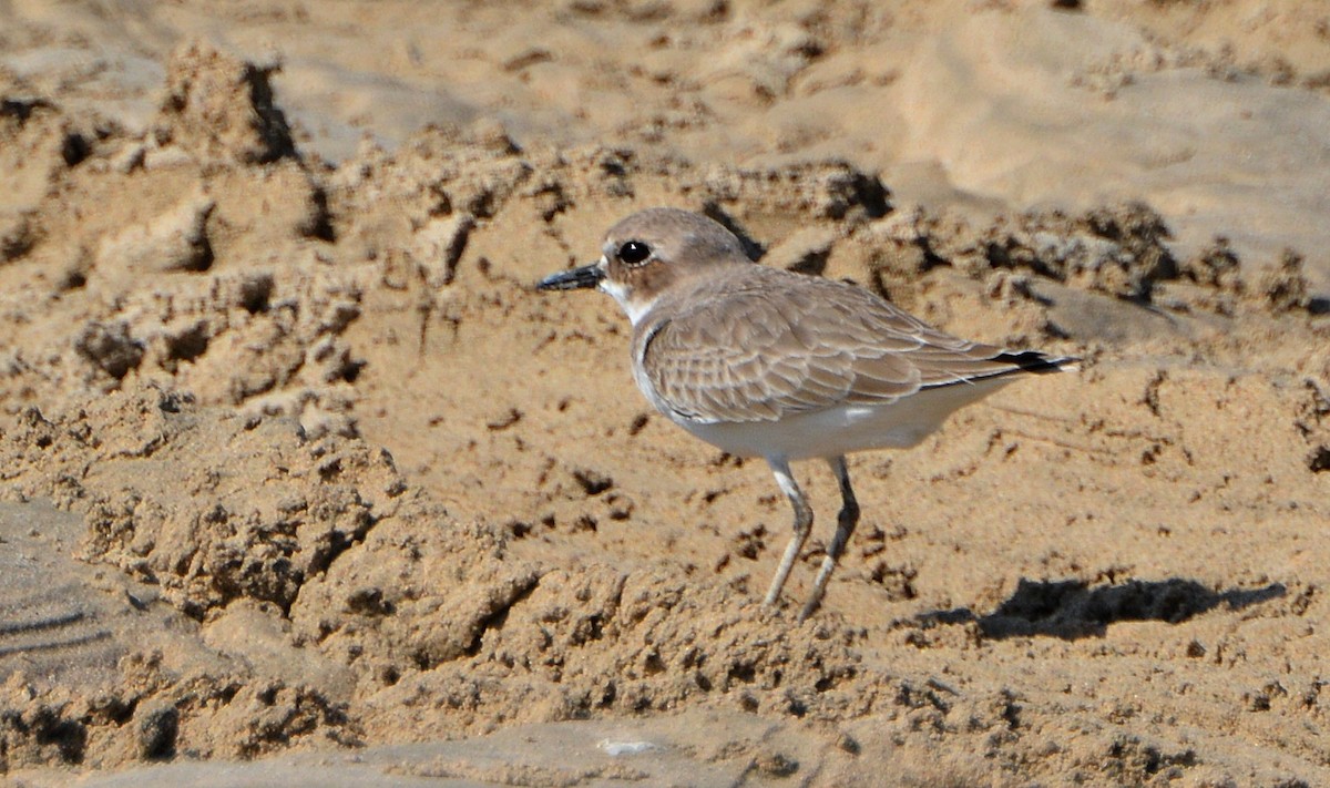 Tibetan Sand-Plover - ML640951878