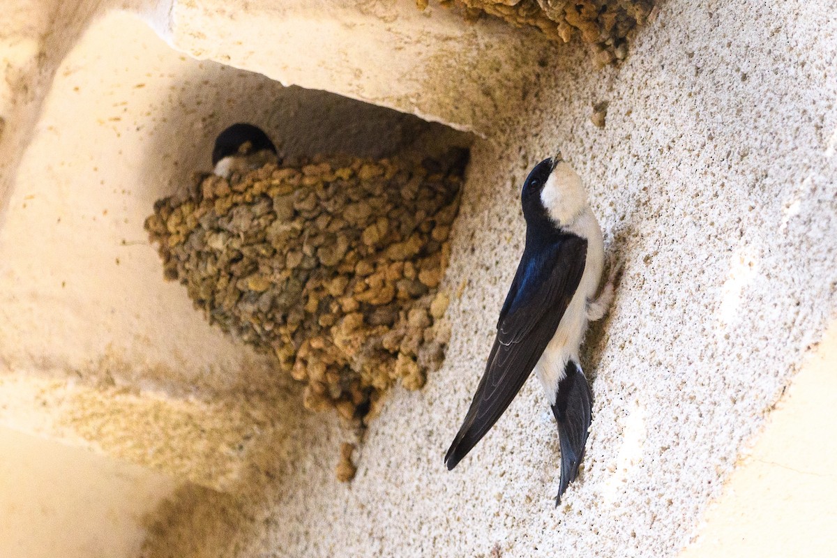 Western House-Martin - ML640951914