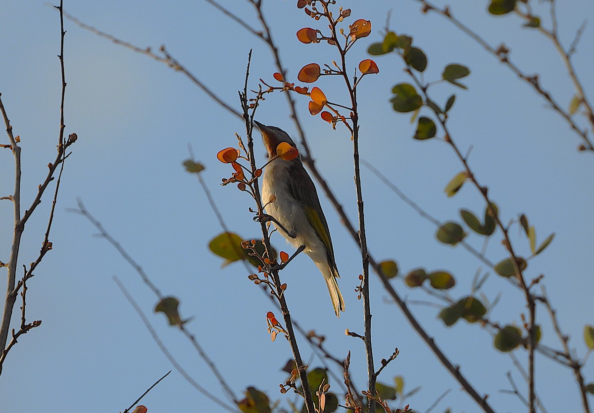Rufous-throated Honeyeater - ML640951926