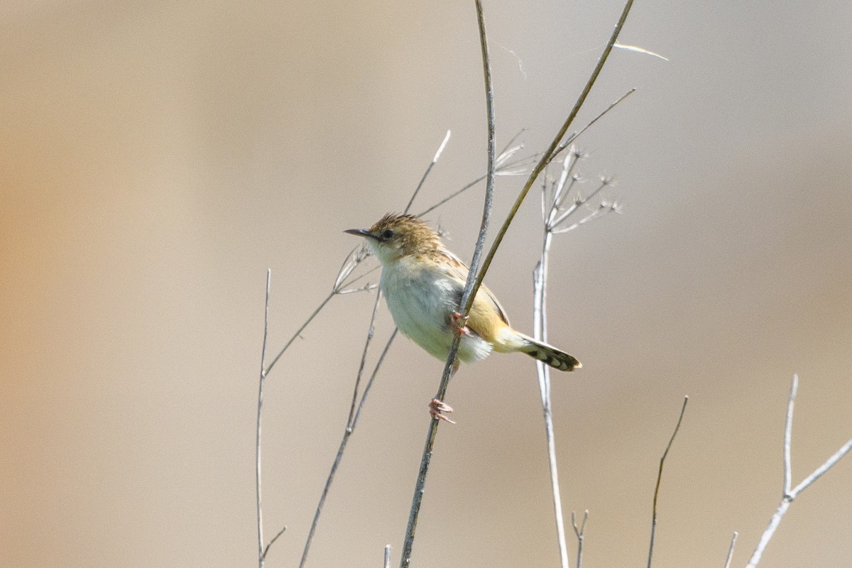 Zitting Cisticola - ML640951927