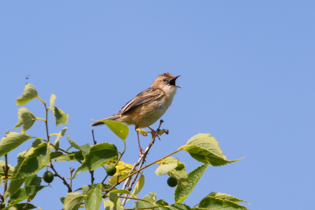 Zitting Cisticola - ML640951928