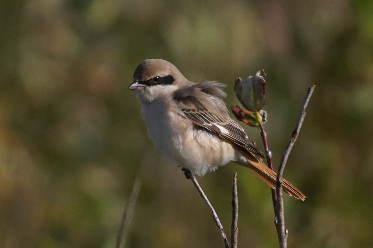 Red-tailed Shrike - ML640951937