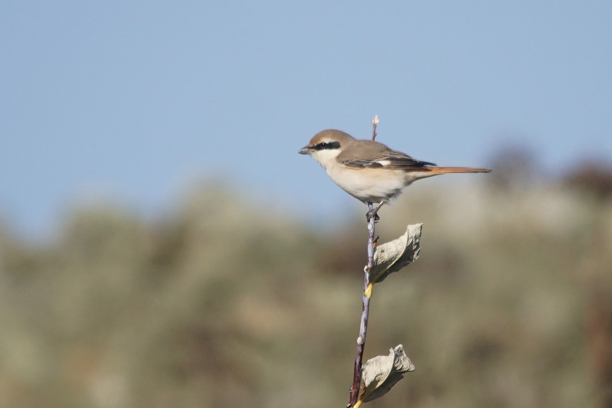 Red-tailed Shrike - ML640951940