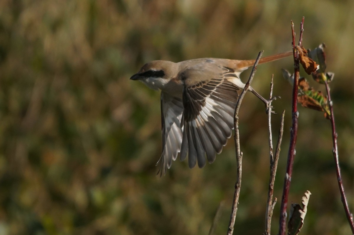 Red-tailed Shrike - ML640951948