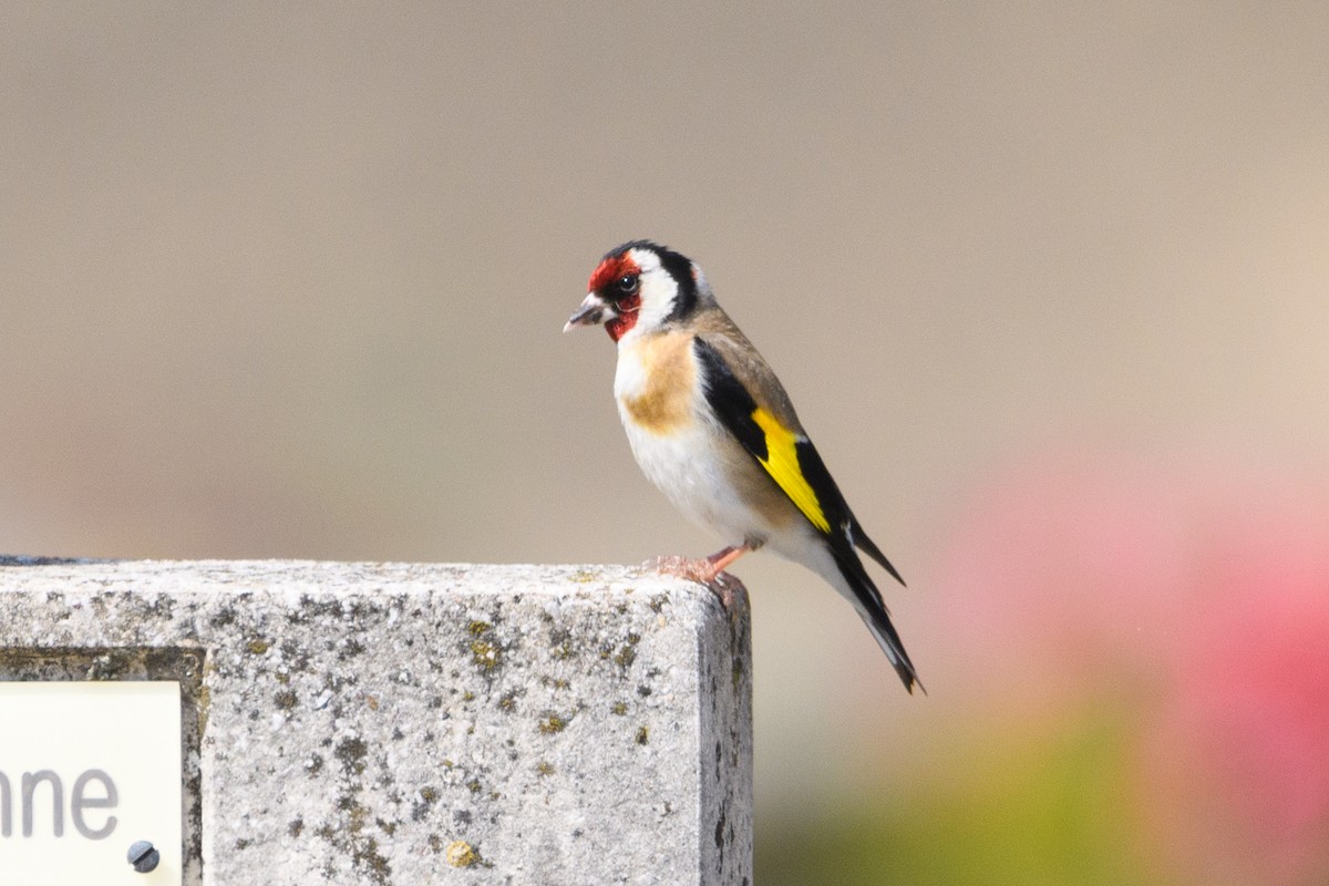 European Goldfinch - ML640951953