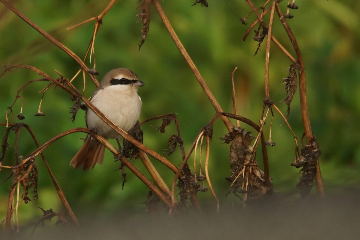 Red-tailed Shrike - ML640951960