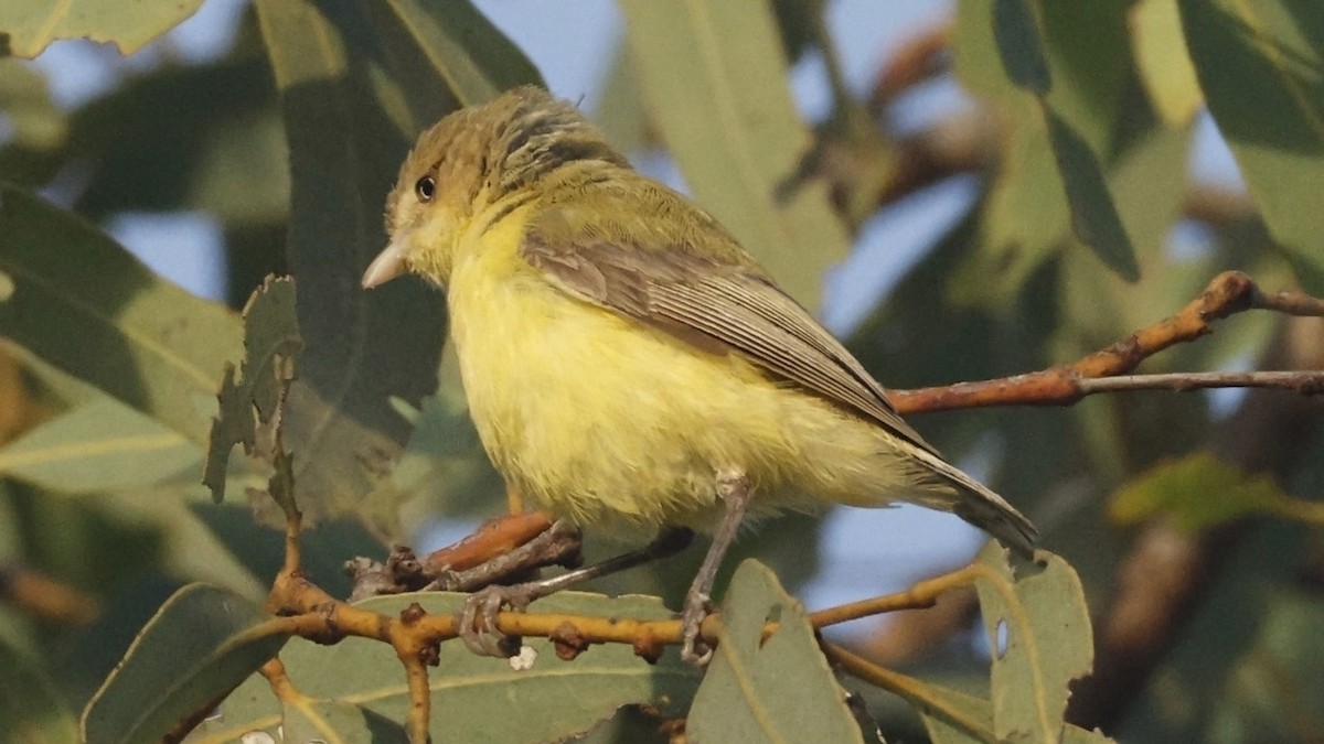 Weebill - ML640951990
