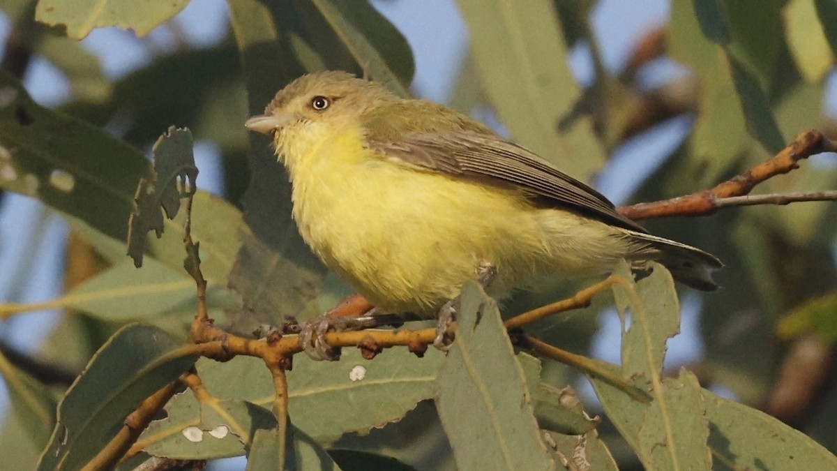 Weebill - ML640951994