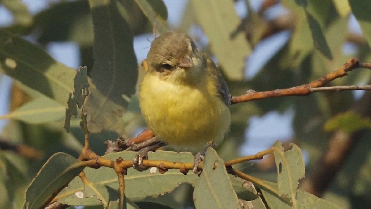 Weebill - ML640951995