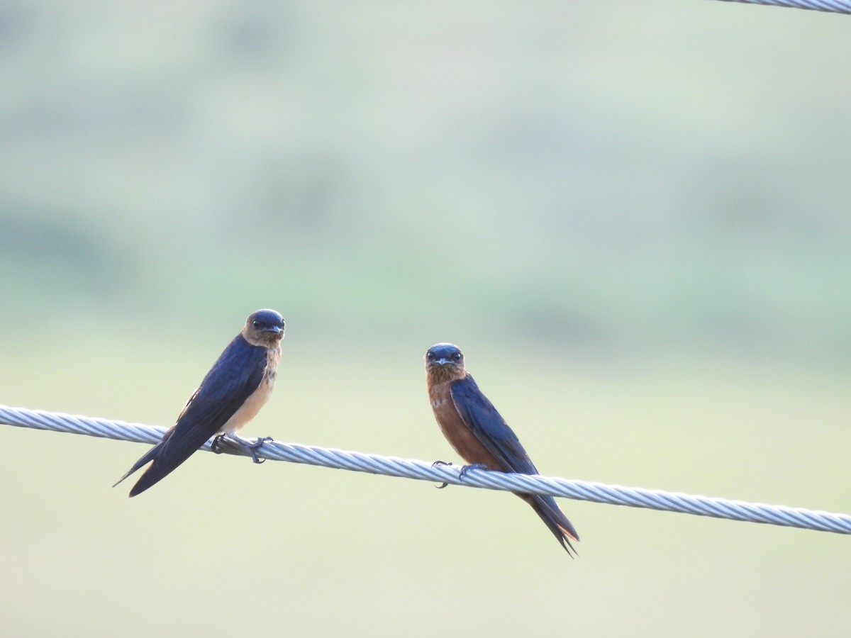 Sri Lanka Swallow - ML640952016